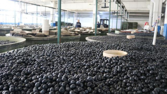 Marmarabirlik, üreticiye 42 milyon 600 bin TL prim desteği verecek